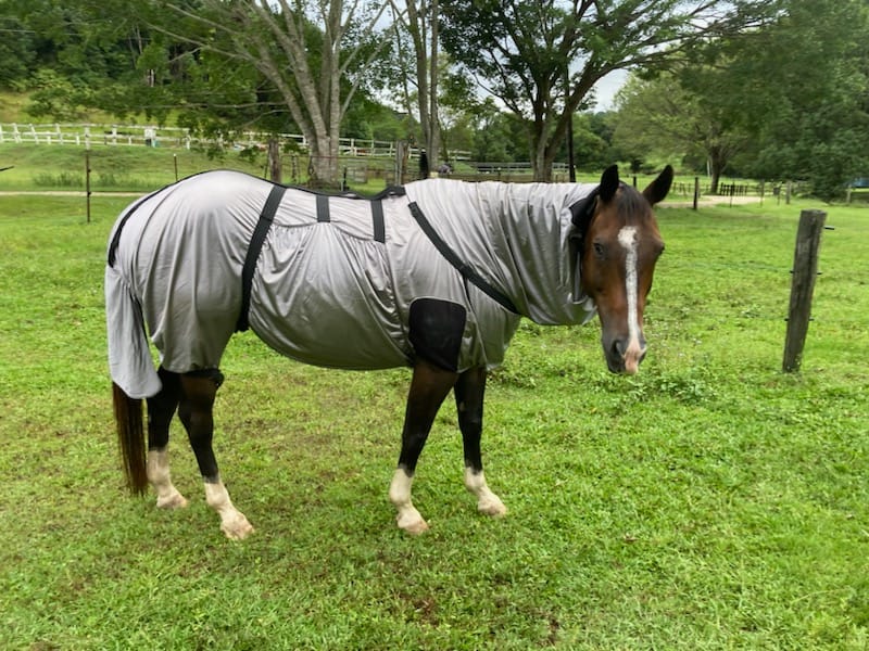 Eczema Rug Sweet Itch Eczema Fly Rug For optimal UV / Midge Insect