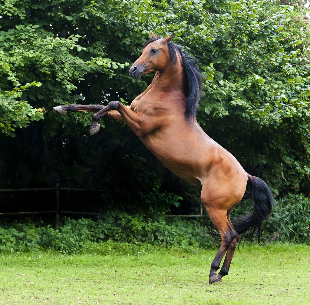 The saying 'A horse, a horse, my kingdom for a horse' - meaning and origin.