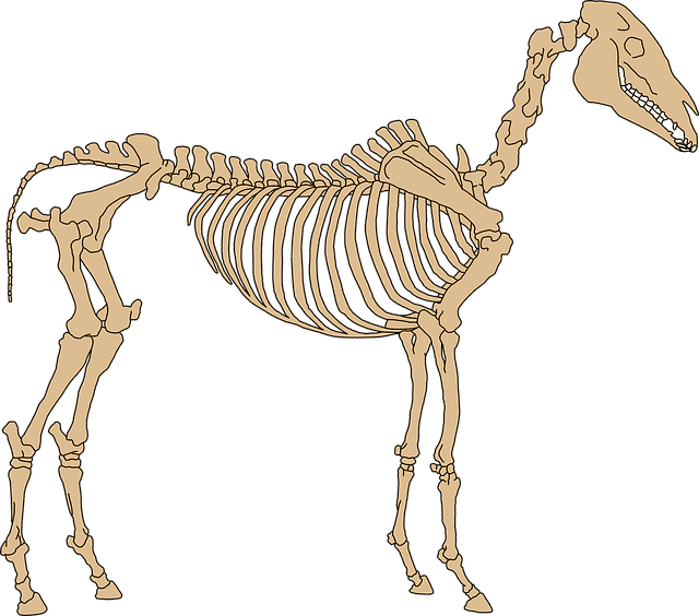 Basic Anatomy Of The Horse