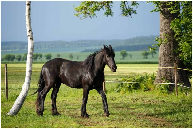 9 Horse Breeds with Long Hair & Furry Feathered Feet