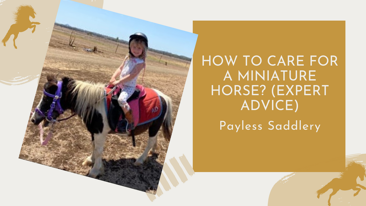 How to Care for a Miniature Horse? (Expert Advice) Paylesssaddlery