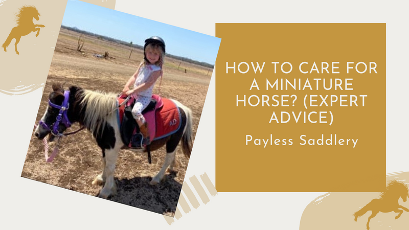 How to Care for a Miniature Horse? (Expert Advice)
