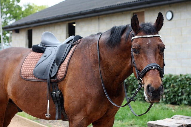 How To Select A Good Dressage Saddle?