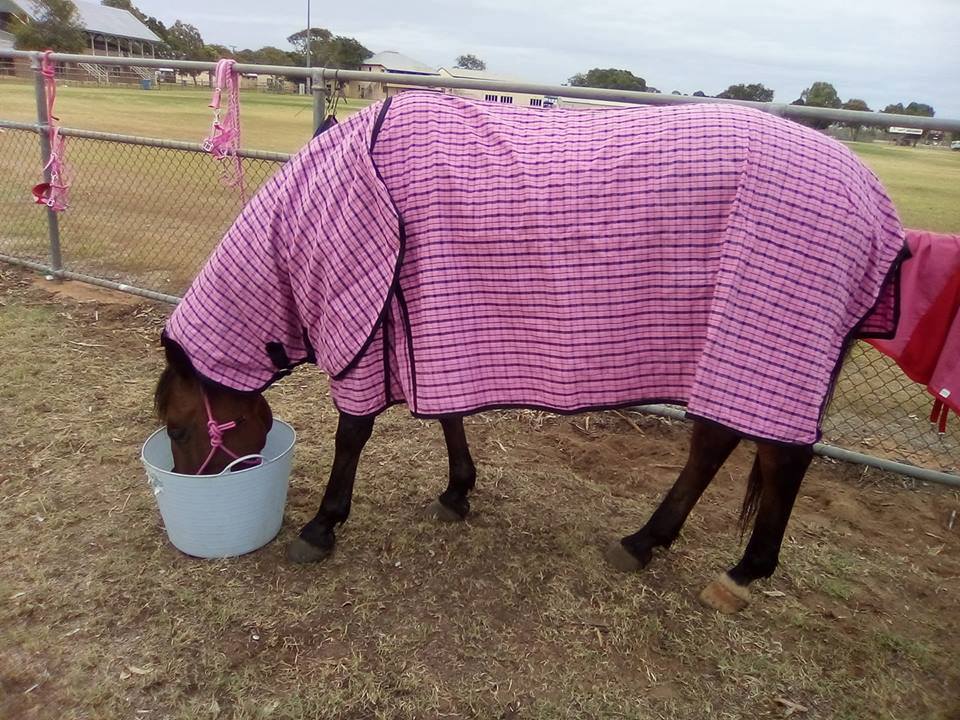 Pink Cotton Ripstop Combo – Payless Saddlery