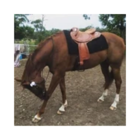 Brown-Leather-Half Breed-Swinging Fender Saddle