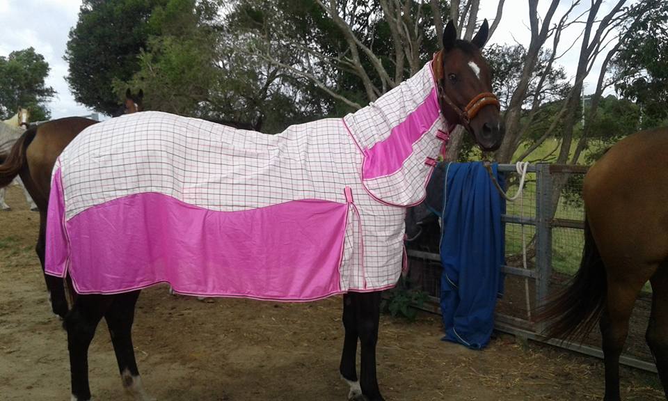 Pink Hybrid Mesh Cotton Ripstop Combo – Payless Saddlery
