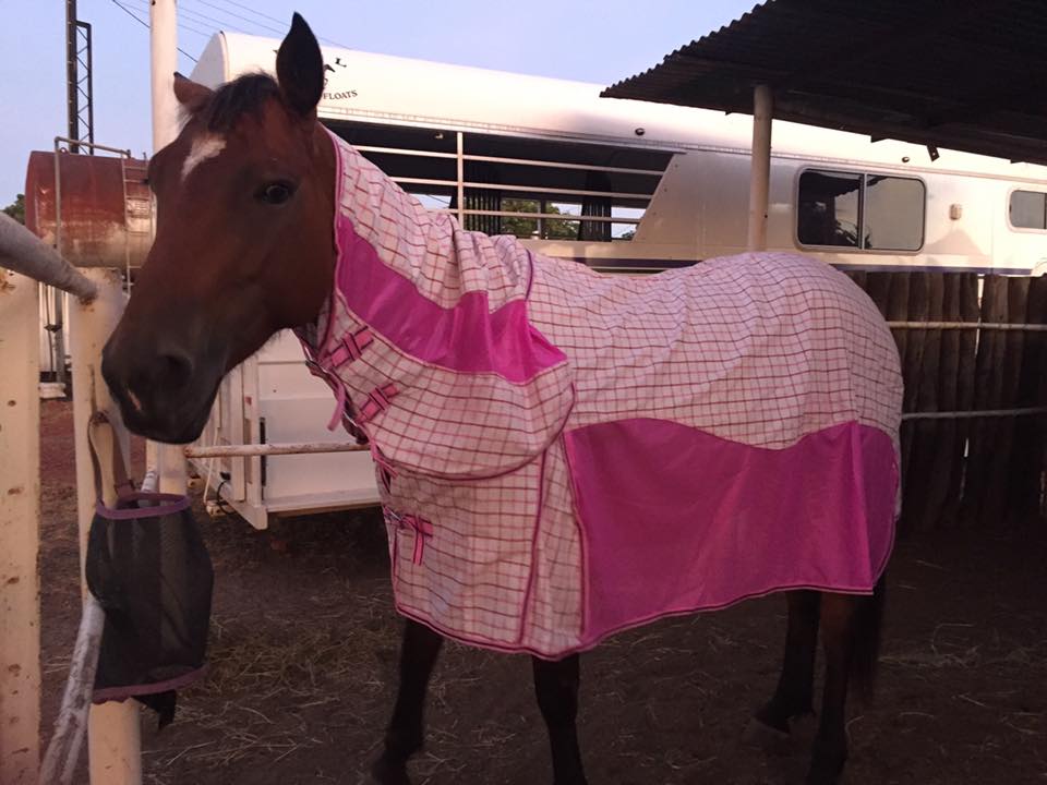 Pink Hybrid Mesh Cotton Ripstop Combo – Payless Saddlery