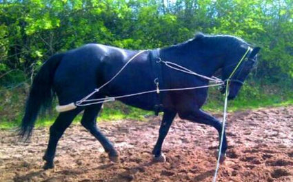 Horse Lunging Training System- one size fits all