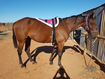 Pink Navajo Print Padded Bareback Pad with Girth and detachable stirrups