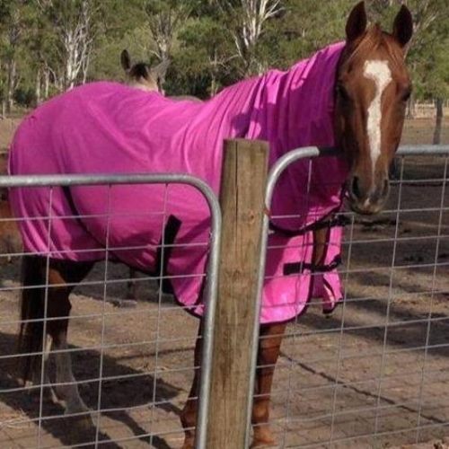 Pink Fly Mesh Insect Protector Rug Combo