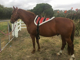 Red Navajo Print Padded Bareback Pad with Girth and detachable stirrups
